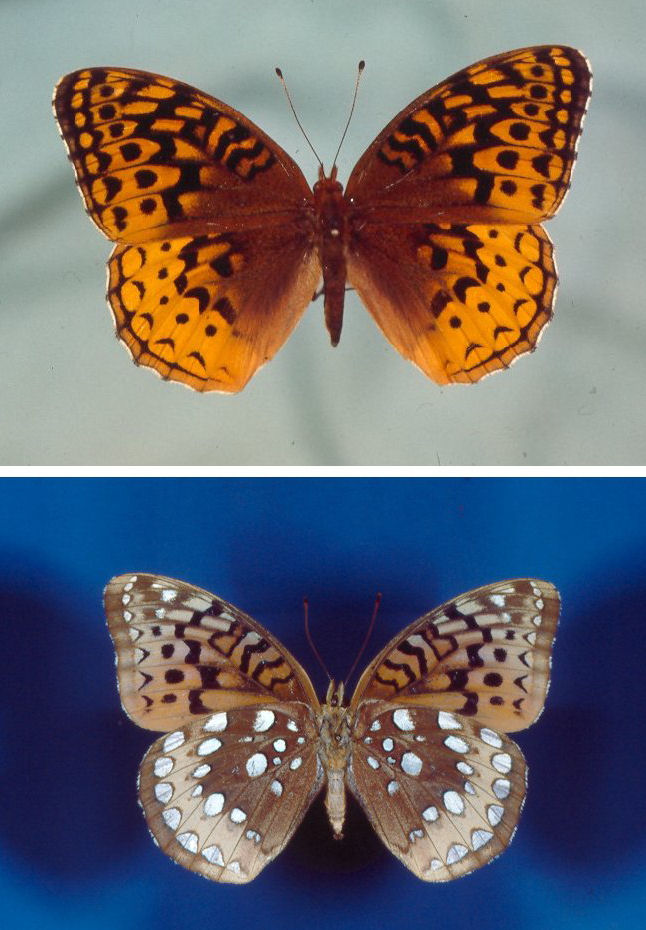 Great Spangled Fritillary (Speyeria cybele)