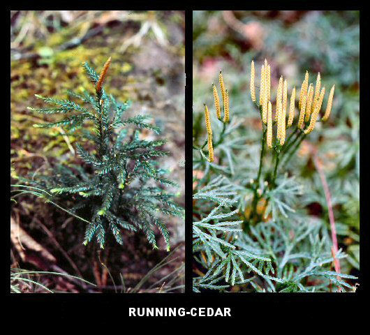 Running Cedar