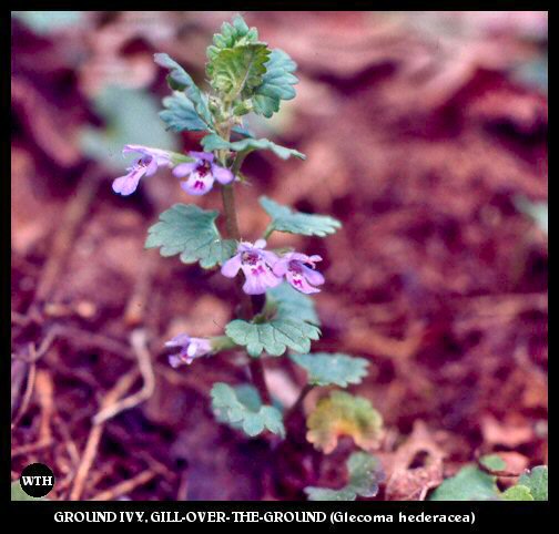 Ground Ivy (Glecoma hederacea)