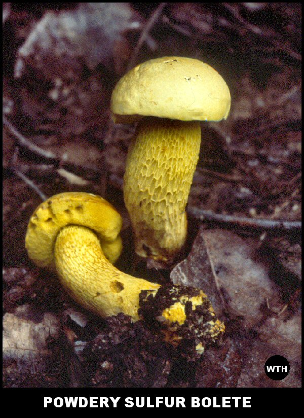 Veiled or Powdery Sulfur Bolete (Pulveroboletus ravenelii)