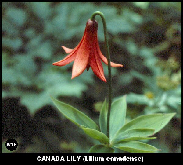 Canada Lily (Lilium canadense)