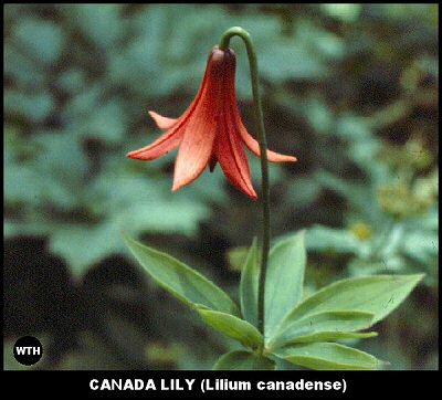 Canada Lily (Lilium canadense)