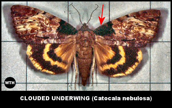 Clouded Underwing (Catocala nebulosa)