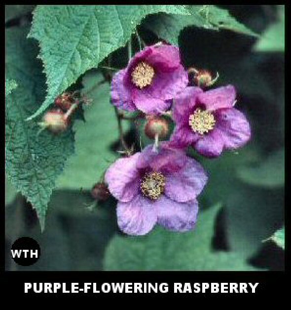 Purple-flowering Raspberry (Rubus odoratus)