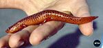Northern Red Salamander (9/25/06)