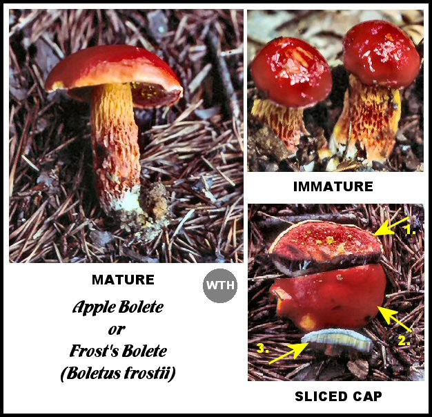 Apple Bolete or Frost's Bolete (Boletus frostii)
