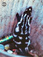 Eastern Spotted Skunk (10/30/06)