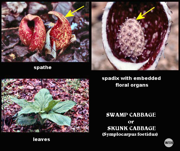 Skunk Cabbage (Symplocarpus foetidus)