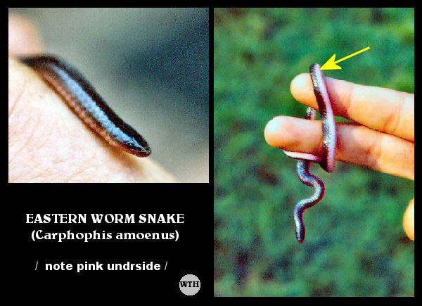 Eastern Worm Snake (Carphophis amoenus)
