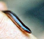 Eastern Worm Snake (11/21/06)