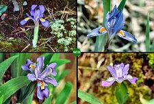 Dwarf Iris Comparison (11/29/06)