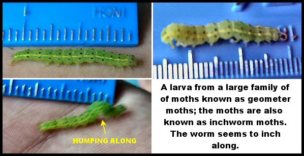 Inchworm Inching