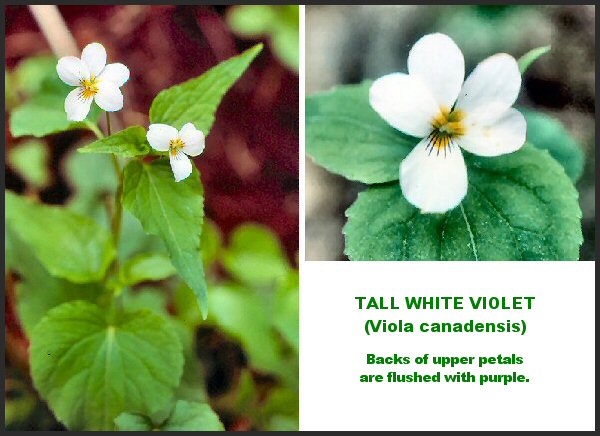 Tall White Violet (Viola canadensis)