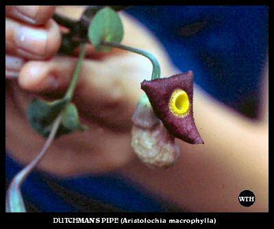 Dutchman's-pipe (Aristolochia durior)