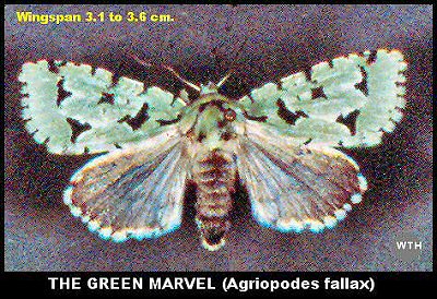 Green Marvel Moth (Agriopodes fallax)