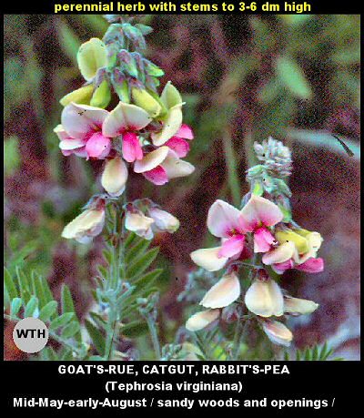 Goat's-rue (Tephrosia virginiana)