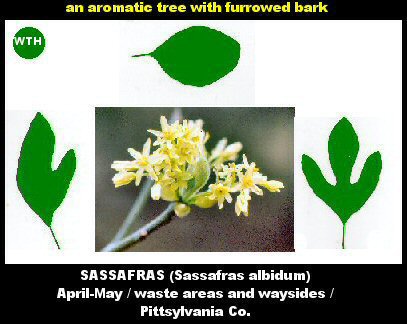 Sassafras (Sassafras albidum)