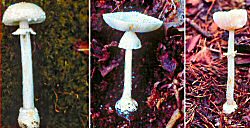 Amanita Genus of Mushrooms (08/10/07)