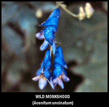 Wild Monkshood (Aconitum uncinatum)