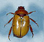 Grapevine Beetle (09/06/07)
