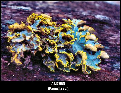 A Lichen (Parmelia sp.)