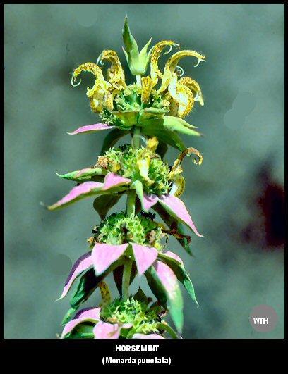 Horsemint (Monarda punctata)