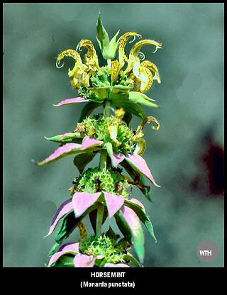 Horsemint (Monarda punctata)