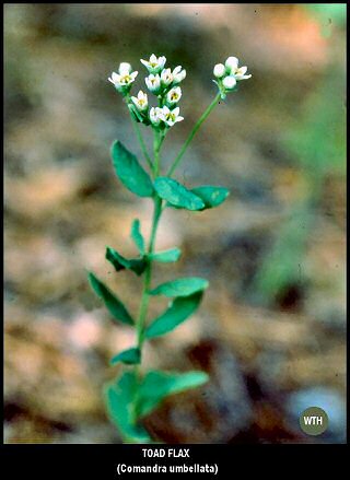 Toadflax (Comandra umbellata)