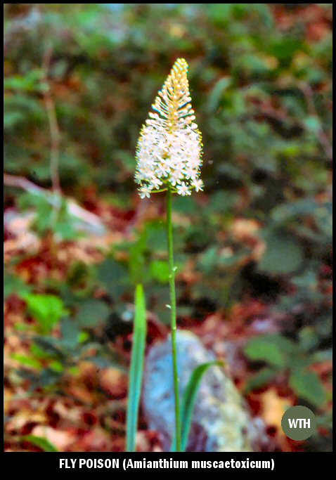 Fly Poison (Amianthium muscaetoxicum)