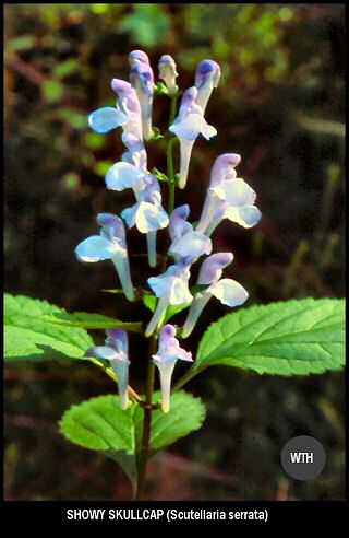 Showy Skullcap (Scutellaria serrata)