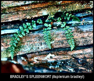 Bradley's Spleenwort (Asplenium bradleyi)