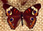 Buckeye Butterfly (12/28/07)