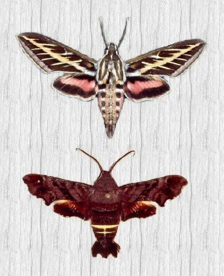Hawk Moths