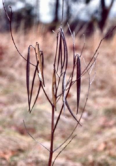 Indian Hemp (Apocynum cannabinum)