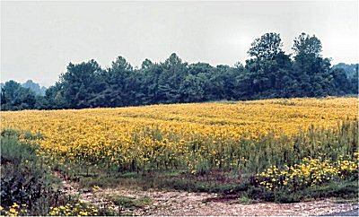 Tickseed Sunflower