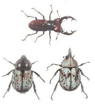 Large beetles