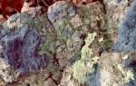 Crustose Lichens (8/28/02)