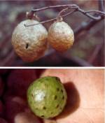 Spotted Oak Apple Gall (9/04/02)