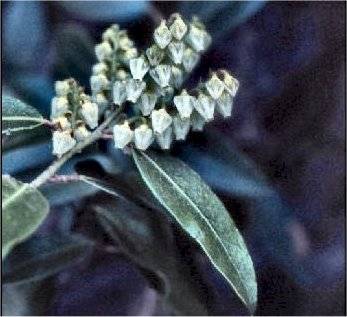 Fetter-bush (Pieris floribunda)