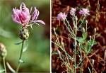 Spotted Knapweed (01/22/03)