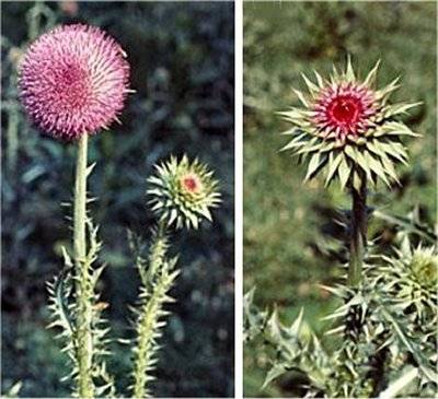 Musk or Nodding Thistle