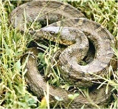 Northern Water Snake