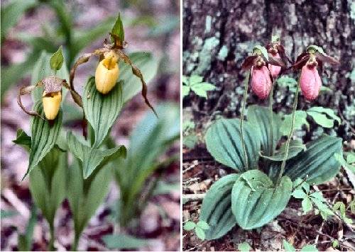 Lady's Slipper