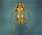 Ivory-Marked Beetle (07/16/03)