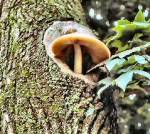 Silky Tree Mushroom (09/10/03)