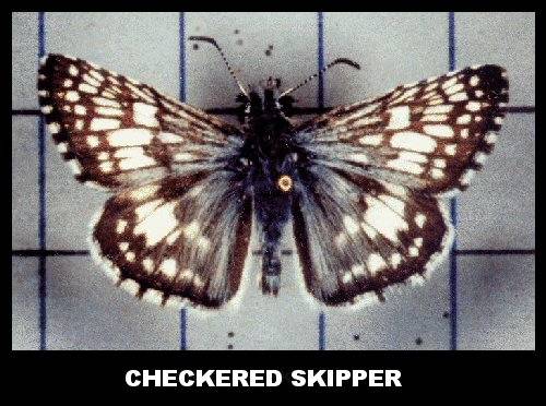 Checkered Skipper (Pyrgus communis)