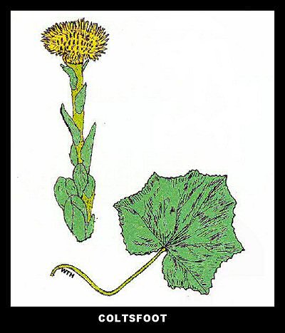 Coltsfoot (Tussilago farfara)