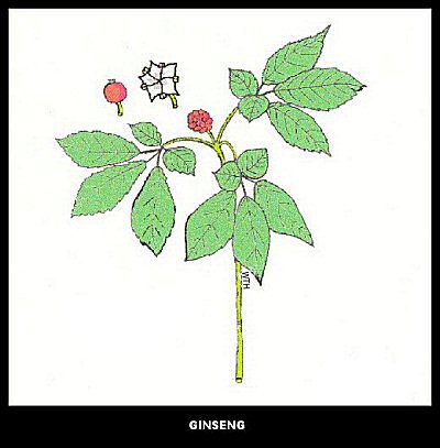 Ginseng (Panax quinquefolia)