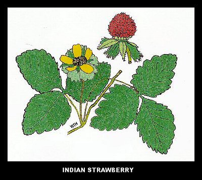Indian Strawberry (Duchesnea indica)