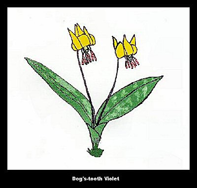 Dog's-tooth Violet (Erythronium americanum))